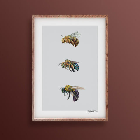 Australian Bees – Limited Edition Print