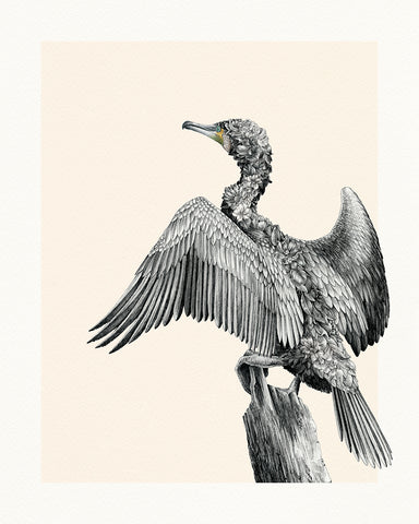 Great Cormorant – Limited Edition Print