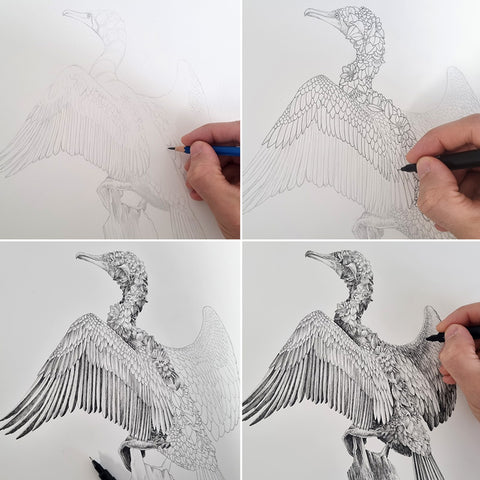 Great Cormorant – Limited Edition Print