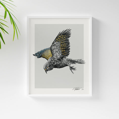 Kea – Limited Edition Print