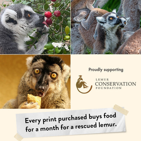 Ring-tailed Lemur – Giclée Print