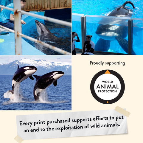 Orca – Limited Edition Print