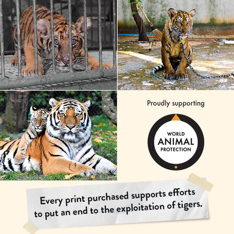 Tiger Cub – Giclée Print