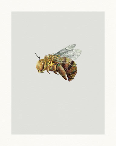 Teddy Bear Bee – Limited Edition Print