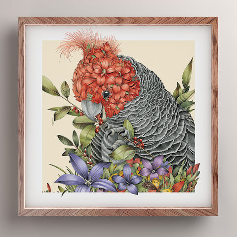 Graceful Gang-gang Cockatoo - Giclée Print