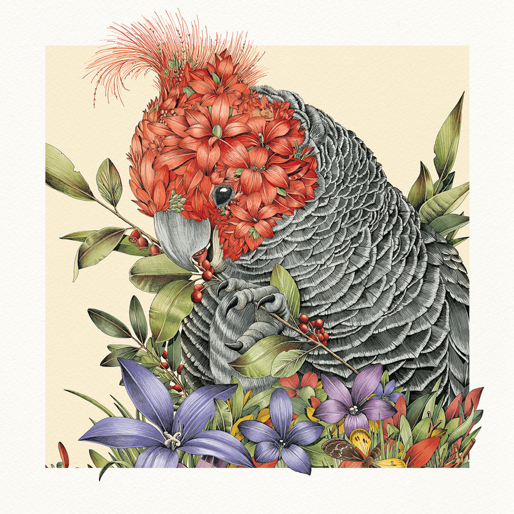 Graceful Gang-gang Cockatoo - Giclée Print