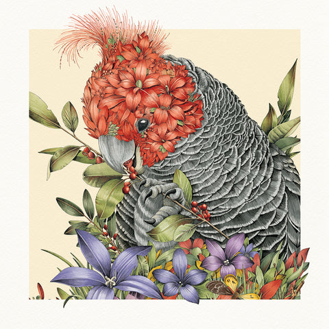 Graceful Gang-gang Cockatoo - Giclée Print