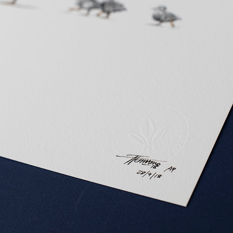 Pacific Black Duck - Artist Proof