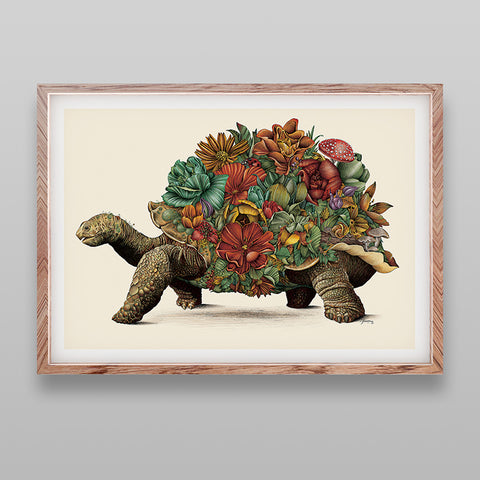 Galapagos Tortoise - Giclée Print (Coloured)