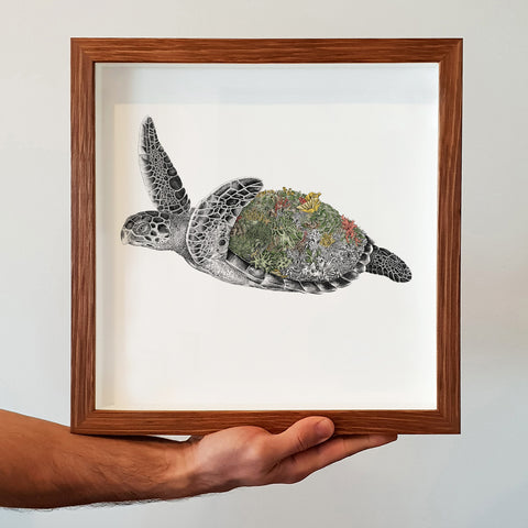 Hawksbill Sea Turtle - Giclée Print