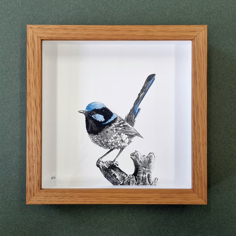 Superb Fairy-wren – Framed Print
