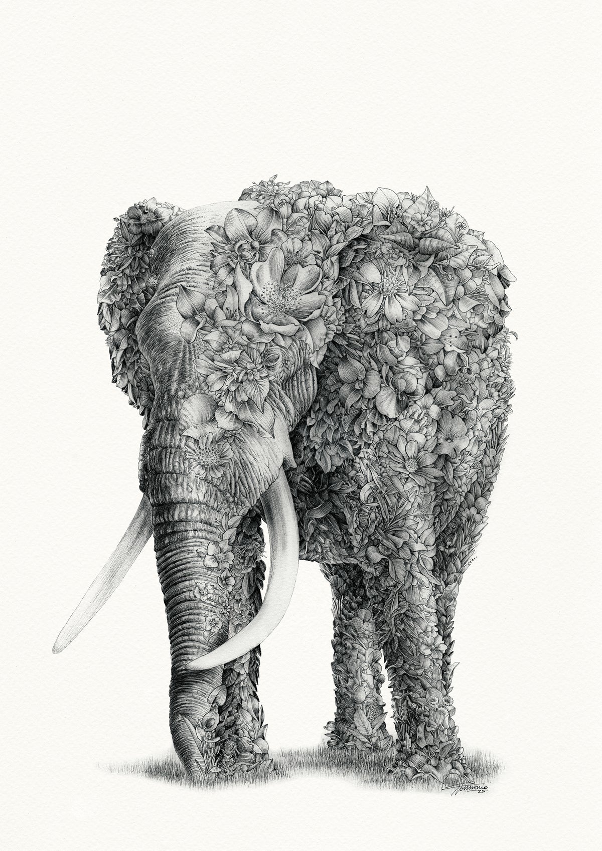 African Elephant – Limited Edition Print