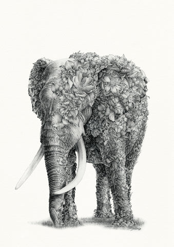 African Elephant – Limited Edition Print