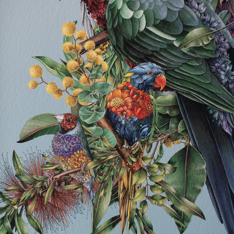 Australian Avians – Limited Edition Print