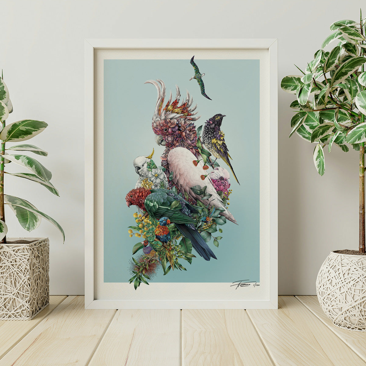 Australian Avians – Limited Edition Print