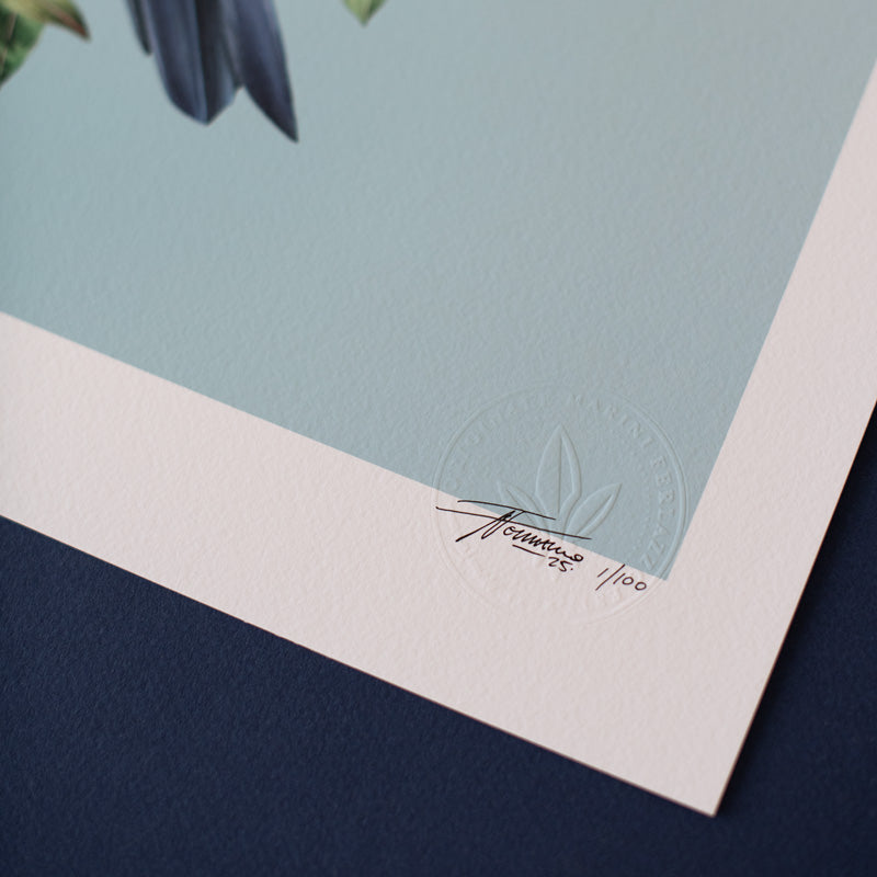 Australian Avians – Limited Edition Print