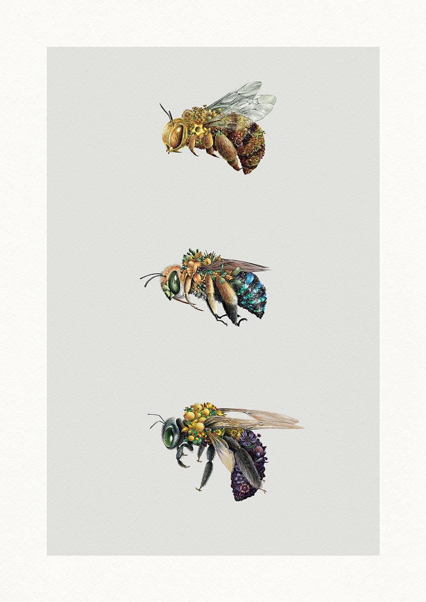 Australian Bees – Limited Edition Print