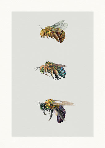 Australian Bees – Limited Edition Print