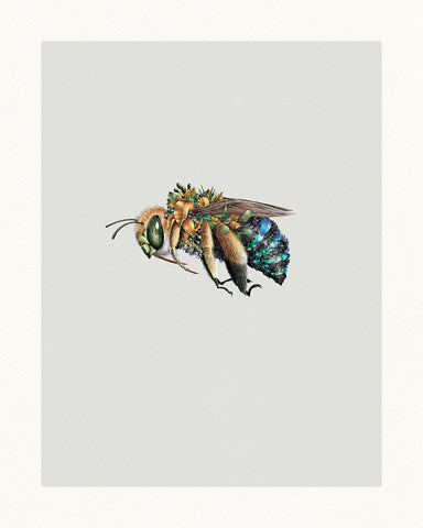 Blue-banded Bee – Limited Edition Print