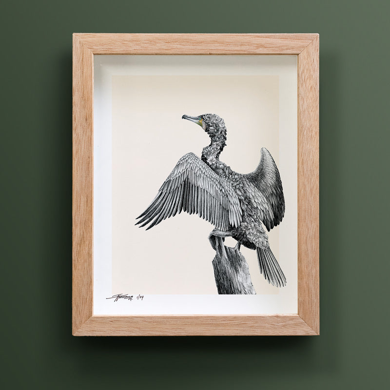 Great Cormorant – Limited Edition Print
