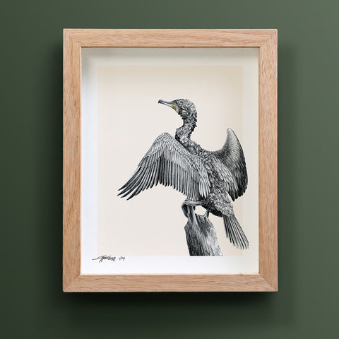 Great Cormorant – Limited Edition Print