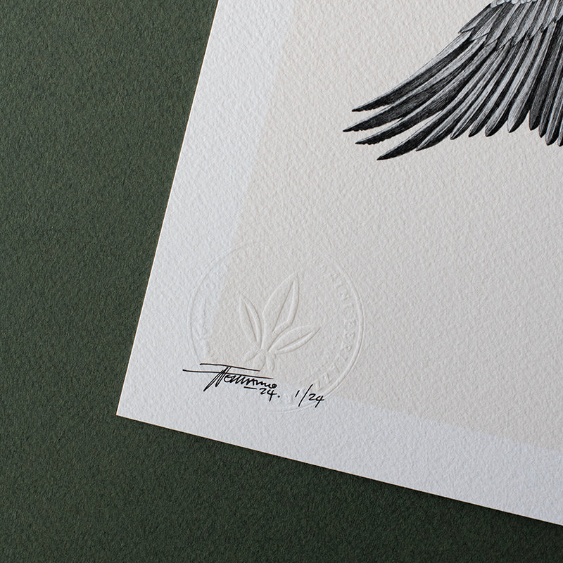 Great Cormorant – Limited Edition Print