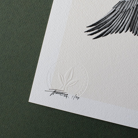 Great Cormorant – Limited Edition Print