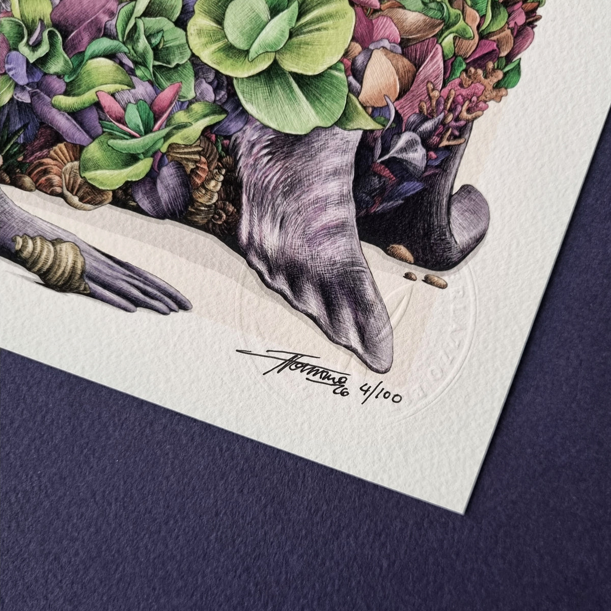Australian Fur Seal – Limited Edition Print