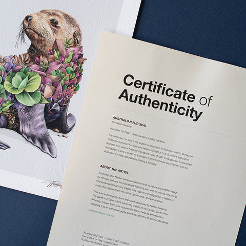 Australian Fur Seal – Limited Edition Print
