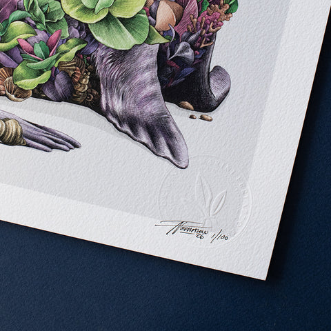 Australian Fur Seal – Limited Edition Print