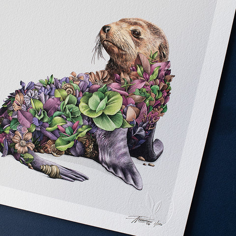 Australian Fur Seal – Limited Edition Print