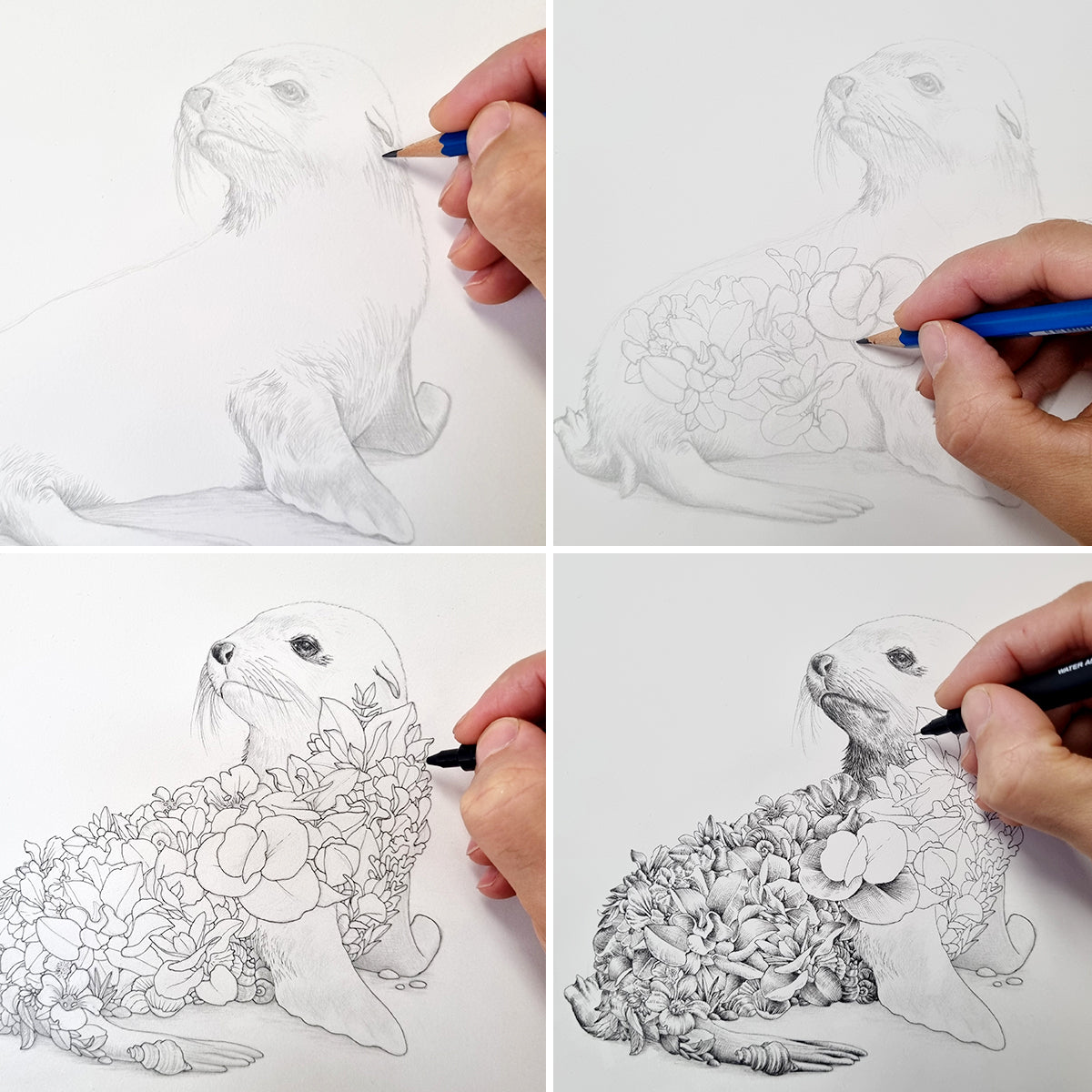 Australian Fur Seal – Limited Edition Print