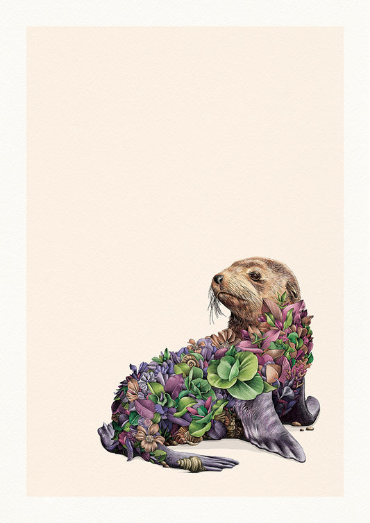 Australian Fur Seal – Limited Edition Print