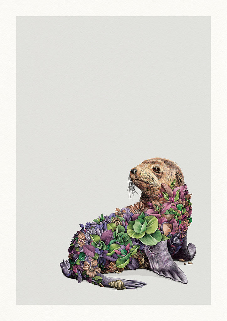 Australian Fur Seal – Limited Edition Print