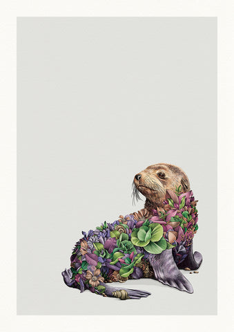 Australian Fur Seal – Limited Edition Print