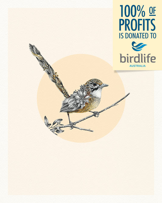 Mukarrthippi Grasswren – Limited Edition Print