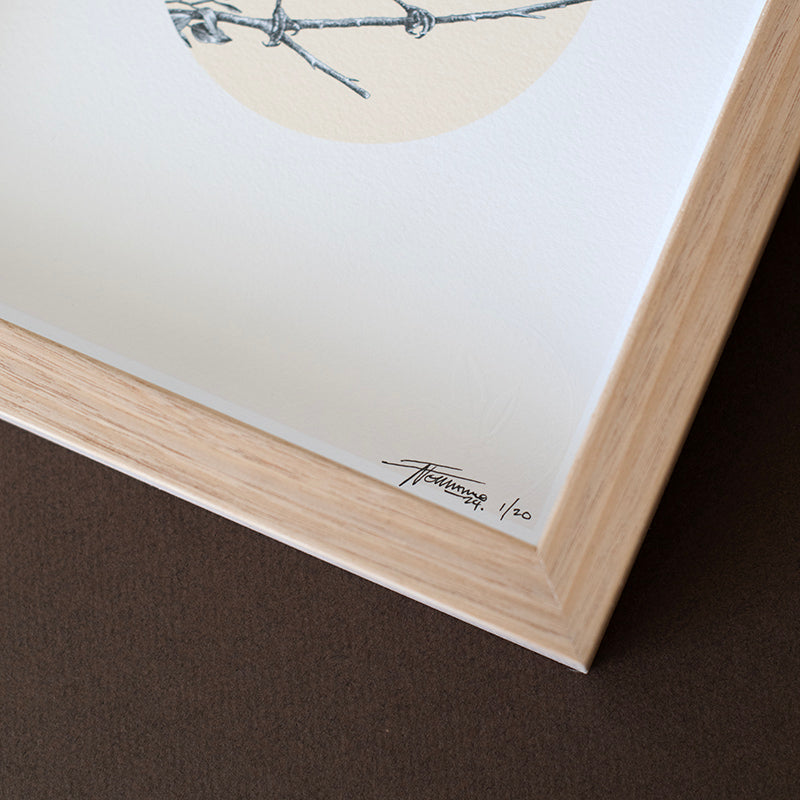 Mukarrthippi Grasswren – Limited Edition Print