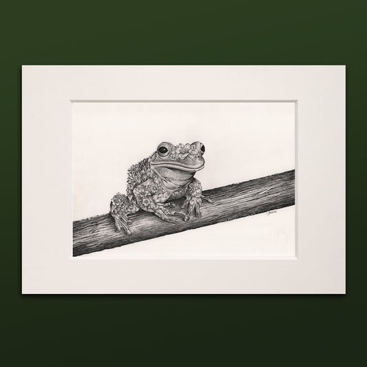 Green Tree Frog – ORIGINAL