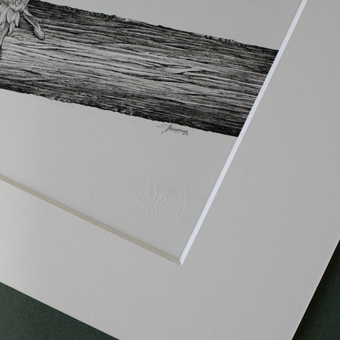 Green Tree Frog – ORIGINAL