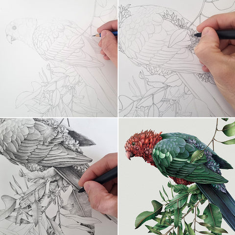 Mug 450ml – Australian King Parrot (PRE-ORDER AVAILABLE)