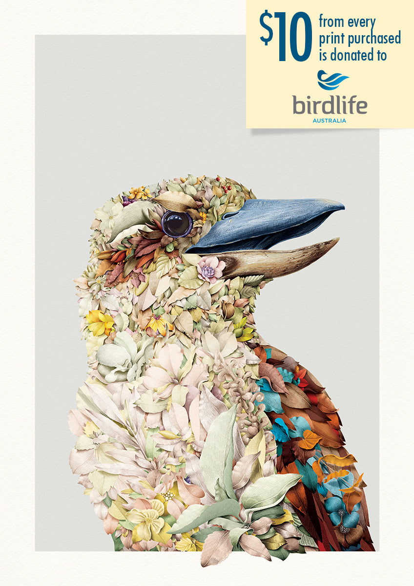 Kookaburra Portrait – Limited Edition Print