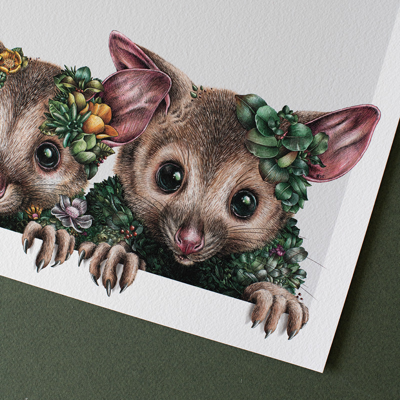 Little Possums – Limited Edition Print