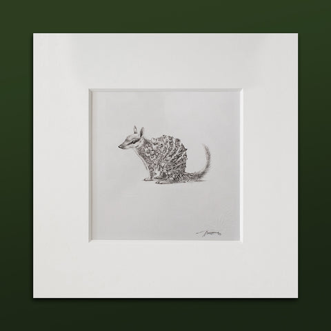 Numbat – ORIGINAL