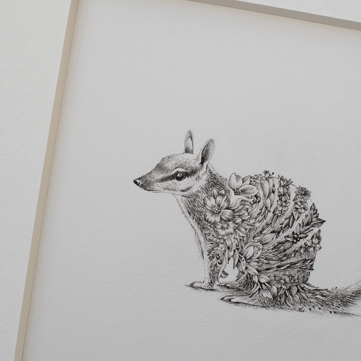 Numbat – ORIGINAL