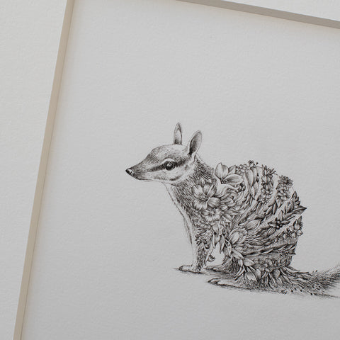 Numbat – ORIGINAL