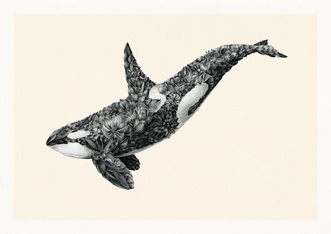 Orca – Limited Edition Print