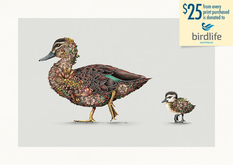 Pacific Black Duck – Limited Edition Print