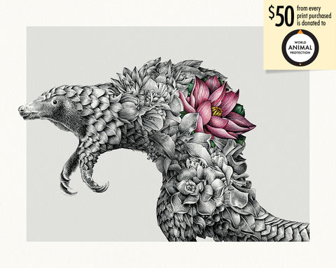 Indian Pangolin – Limited Edition Print