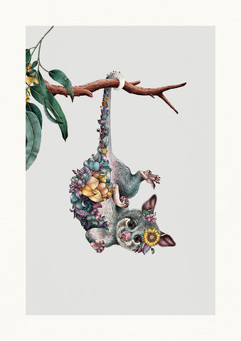 Ringtail Possum – Limited Edition Print