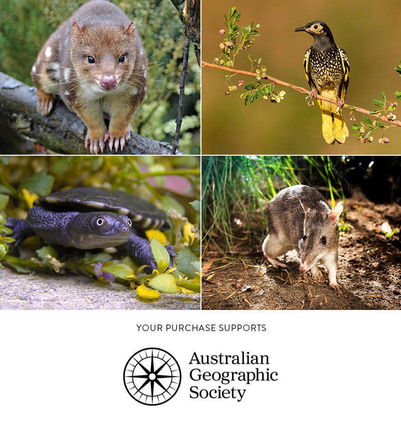 Graceful Gang-gang Cockatoo - Giclée Print